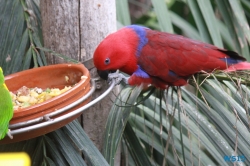 Loro Parque Teneriffa 14.11.07 - Mallorca nach Gran Canaria AIDAblu Kanaren