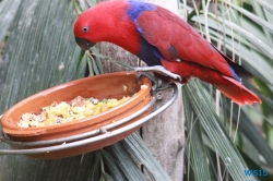 Loro Parque Teneriffa 14.11.07 - Mallorca nach Gran Canaria AIDAblu Kanaren