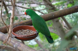 Loro Parque Teneriffa 14.11.07 - Mallorca nach Gran Canaria AIDAblu Kanaren