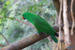 Loro Parque Teneriffa 14.11.07 - Mallorca nach Gran Canaria AIDAblu Kanaren