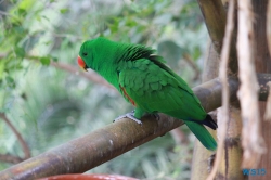 Loro Parque Teneriffa 14.11.07 - Mallorca nach Gran Canaria AIDAblu Kanaren