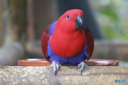 Loro Parque Teneriffa 14.11.07 - Mallorca nach Gran Canaria AIDAblu Kanaren