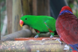 Loro Parque Teneriffa 14.11.07 - Mallorca nach Gran Canaria AIDAblu Kanaren