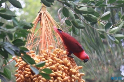 Loro Parque Teneriffa 14.11.07 - Mallorca nach Gran Canaria AIDAblu Kanaren