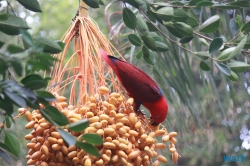 Loro Parque Teneriffa 14.11.07 - Mallorca nach Gran Canaria AIDAblu Kanaren