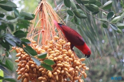 Loro Parque Teneriffa 14.11.07 - Mallorca nach Gran Canaria AIDAblu Kanaren