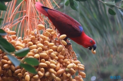 Loro Parque Teneriffa 14.11.07 - Mallorca nach Gran Canaria AIDAblu Kanaren