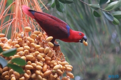 Loro Parque Teneriffa 14.11.07 - Mallorca nach Gran Canaria AIDAblu Kanaren