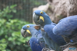 Loro Parque Teneriffa 14.11.07 - Mallorca nach Gran Canaria AIDAblu Kanaren