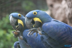 Loro Parque Teneriffa 14.11.07 - Mallorca nach Gran Canaria AIDAblu Kanaren