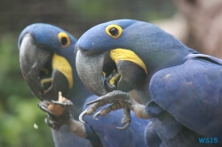 Loro Parque Teneriffa 14.11.07 - Mallorca nach Gran Canaria AIDAblu Kanaren