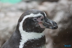 Loro Parque Teneriffa 14.11.07 - Mallorca nach Gran Canaria AIDAblu Kanaren