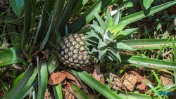 Ampangorinana Nosy Komba Andoany Nosy Be 23.11.24 Katamarane und Traumstrände auf Mauritius Seychellen Madagaskar AIDAblu 018