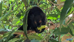 Ampangorinana Nosy Komba Andoany Nosy Be 23.11.24 Katamarane und Traumstrände auf Mauritius Seychellen Madagaskar AIDAblu 020