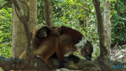 Ampangorinana Nosy Komba Andoany Nosy Be 23.11.24 Katamarane und Traumstrände auf Mauritius Seychellen Madagaskar AIDAblu 024