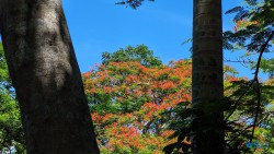 Ampangorinana Nosy Komba Andoany Nosy Be 23.11.24 Katamarane und Traumstrände auf Mauritius Seychellen Madagaskar AIDAblu 026