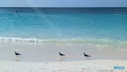 Eagle Beach Oranjestad 25.12.06 Baden und Schnorcheln im kristallklaren Meer AIDAperla 013