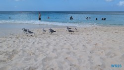 Eagle Beach Oranjestad 25.12.06 Baden und Schnorcheln im kristallklaren Meer AIDAperla 015