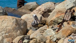 Oranjestad 25.12.06 Baden und Schnorcheln im kristallklaren Meer AIDAperla 005