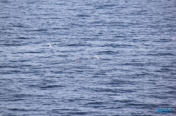 Ostsee 17.06.23 - Kurztour von Kiel nach Oslo AIDAbella