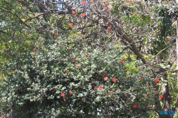 Parque de Santa Catarina Funchal Madeira 14.04.16 - Karibik nach Mallorca AIDAbella Transatlantik