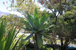 Parque de Santa Catarina Funchal Madeira 14.04.16 - Karibik nach Mallorca AIDAbella Transatlantik