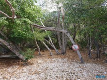 Manchinelbaum Willemstad Curacao 19.04.07 - Strände der Karibik über den Atlantik AIDAperla