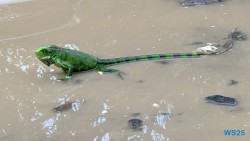 Petite Anse Pointe À Pitre 25.12.15 Baden und Schnorcheln im kristallklaren Meer AIDAperla 006