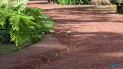 Jardim Botânico António Borges Ponta Delgada 24.03.05 Traumhafte Strände und Wale in Mittelamerika und Karibik AIDAluna 042