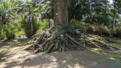 Jardim Botânico António Borges Ponta Delgada 24.03.05 Traumhafte Strände und Wale in Mittelamerika und Karibik AIDAluna 049
