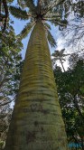 Jardim Botânico António Borges Ponta Delgada 24.03.05 Traumhafte Strände und Wale in Mittelamerika und Karibik AIDAluna 062