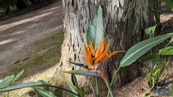 Jardim Botânico António Borges Ponta Delgada 24.03.05 Traumhafte Strände und Wale in Mittelamerika und Karibik AIDAluna 063