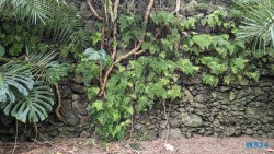Jardim Botânico António Borges Ponta Delgada 24.03.05 Traumhafte Strände und Wale in Mittelamerika und Karibik AIDAluna 064