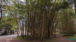 Jardim Botânico António Borges Ponta Delgada 24.03.05 Traumhafte Strände und Wale in Mittelamerika und Karibik AIDAluna 065