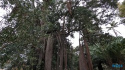 Jardim Botânico António Borges Ponta Delgada 24.03.05 Traumhafte Strände und Wale in Mittelamerika und Karibik AIDAluna 069