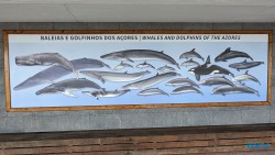Ponta Delgada 24.03.05 Traumhafte Strände und Wale in Mittelamerika und Karibik AIDAluna 021