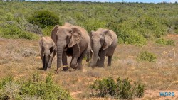 Addo Elephant National Park Port Elizabeth 26.02.06 Südafrika zwischen Faszination und Kriminalität AIDAstella 020