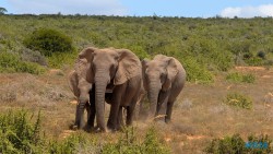 Addo Elephant National Park Port Elizabeth 26.02.06 Südafrika zwischen Faszination und Kriminalität AIDAstella 021