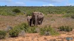 Addo Elephant National Park Port Elizabeth 26.02.06 Südafrika zwischen Faszination und Kriminalität AIDAstella 022