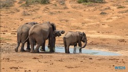 Addo Elephant National Park Port Elizabeth 26.02.06 Südafrika zwischen Faszination und Kriminalität AIDAstella 025