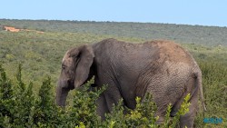 Addo Elephant National Park Port Elizabeth 26.02.06 Südafrika zwischen Faszination und Kriminalität AIDAstella 051