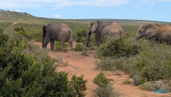 Addo Elephant National Park Port Elizabeth 26.02.06 Südafrika zwischen Faszination und Kriminalität AIDAstella 052