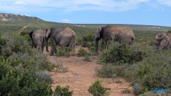 Addo Elephant National Park Port Elizabeth 26.02.06 Südafrika zwischen Faszination und Kriminalität AIDAstella 053