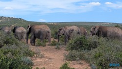 Addo Elephant National Park Port Elizabeth 26.02.06 Südafrika zwischen Faszination und Kriminalität AIDAstella 054
