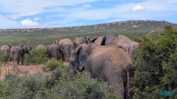 Addo Elephant National Park Port Elizabeth 26.02.06 Südafrika zwischen Faszination und Kriminalität AIDAstella 055