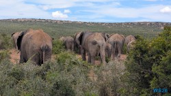 Addo Elephant National Park Port Elizabeth 26.02.06 Südafrika zwischen Faszination und Kriminalität AIDAstella 057