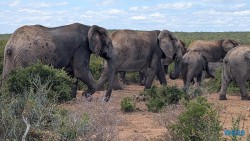 Addo Elephant National Park Port Elizabeth 26.02.06 Südafrika zwischen Faszination und Kriminalität AIDAstella 059