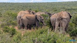 Addo Elephant National Park Port Elizabeth 26.02.06 Südafrika zwischen Faszination und Kriminalität AIDAstella 060