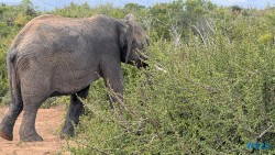 Addo Elephant National Park Port Elizabeth 26.02.06 Südafrika zwischen Faszination und Kriminalität AIDAstella 061