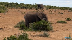 Addo Elephant National Park Port Elizabeth 26.02.06 Südafrika zwischen Faszination und Kriminalität AIDAstella 064